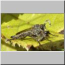 Tolmerus sp - Raubfliege m03a.jpg